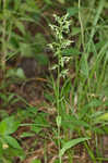 Green fringed orchid